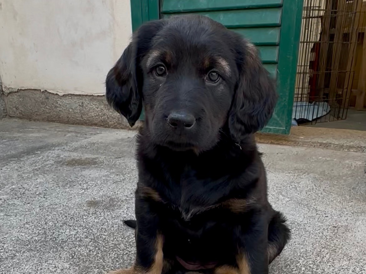 Adotta il cane Mandy a Massa