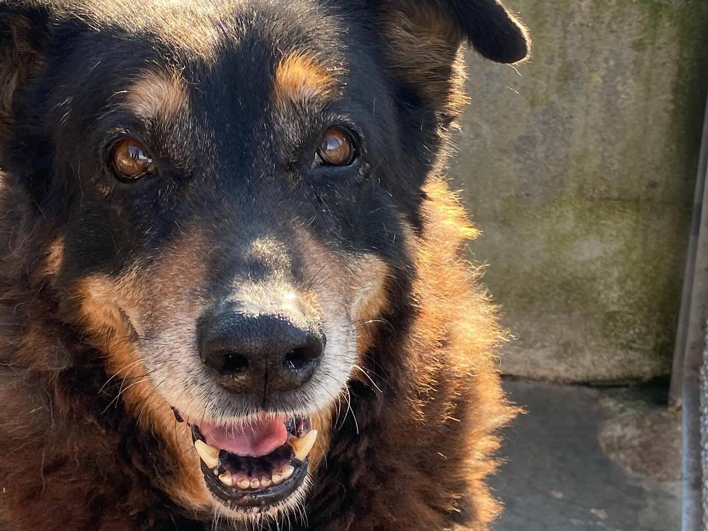 Adotta un cane, femmina, 12 anni  e 5 mesi , Latina