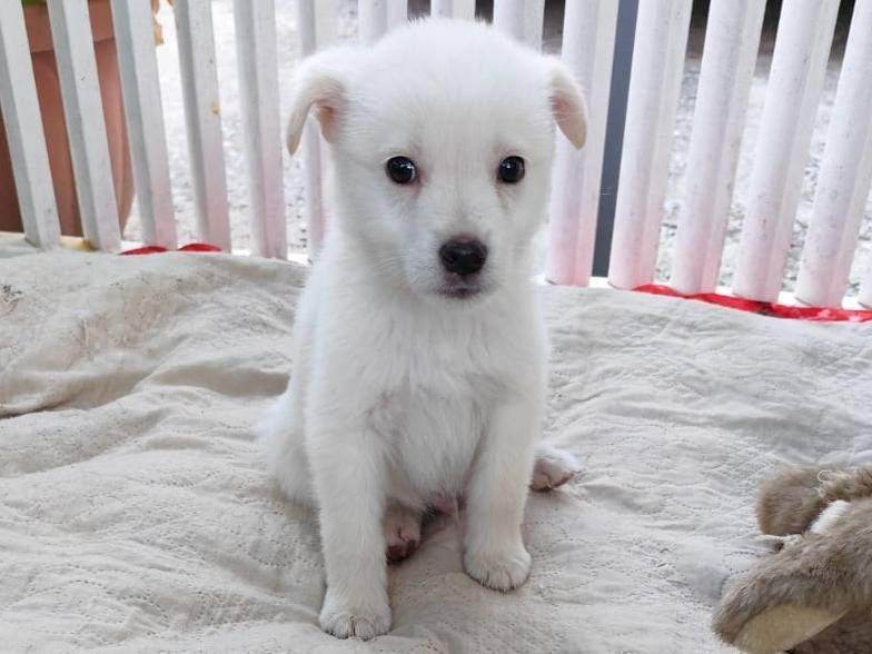 Adozione cane, maschio, Razza sconosciuta Razza sconosciuta, 8 mesi, taglia piccola, Caserta