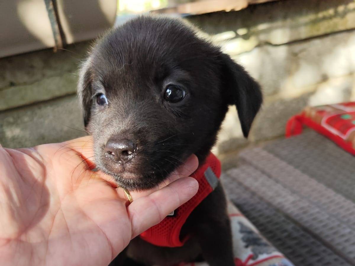 Adotta un cane, maschio, 8 mesi, Caserta