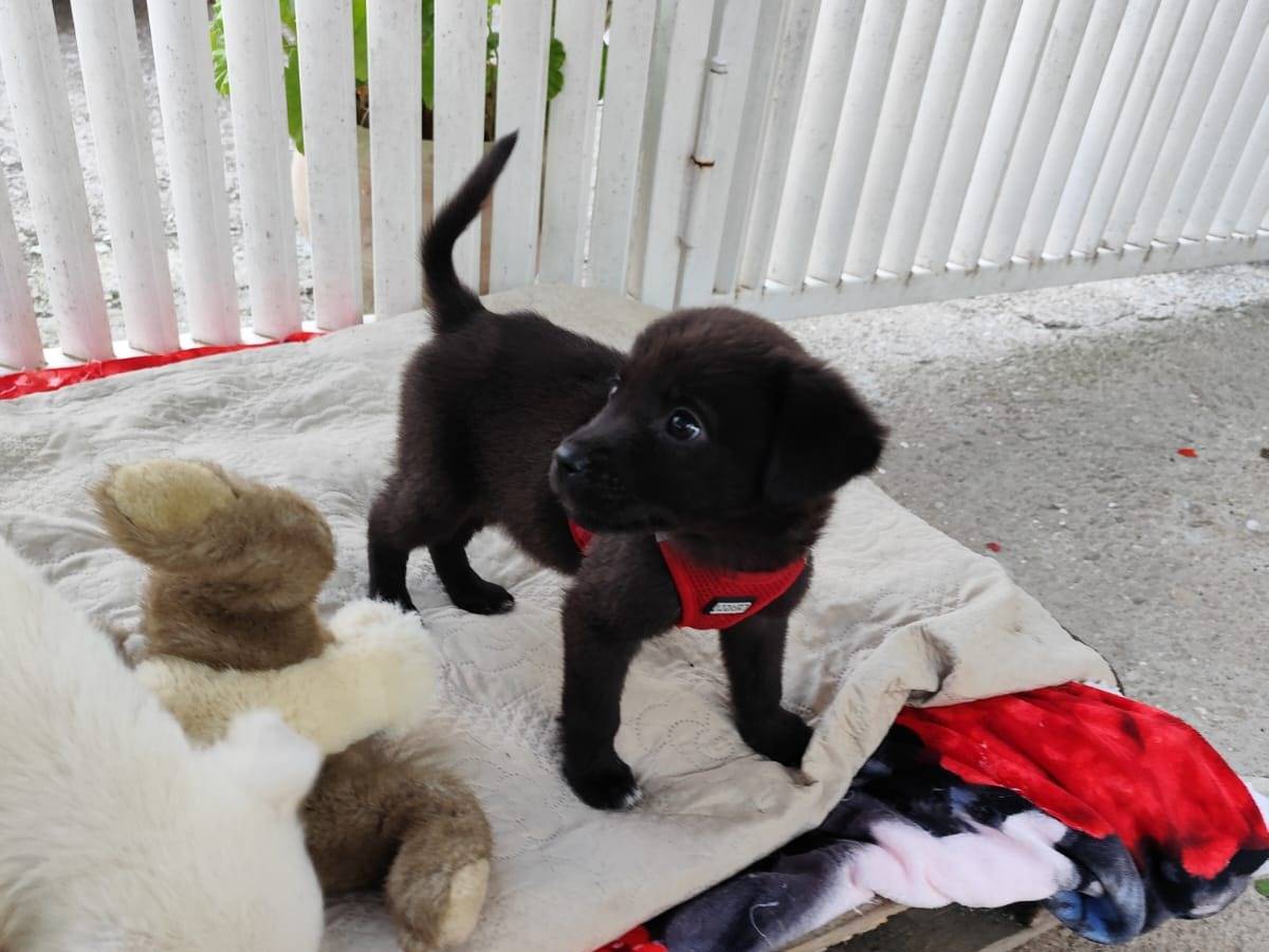 Vuoi adottare un cane a Caserta?