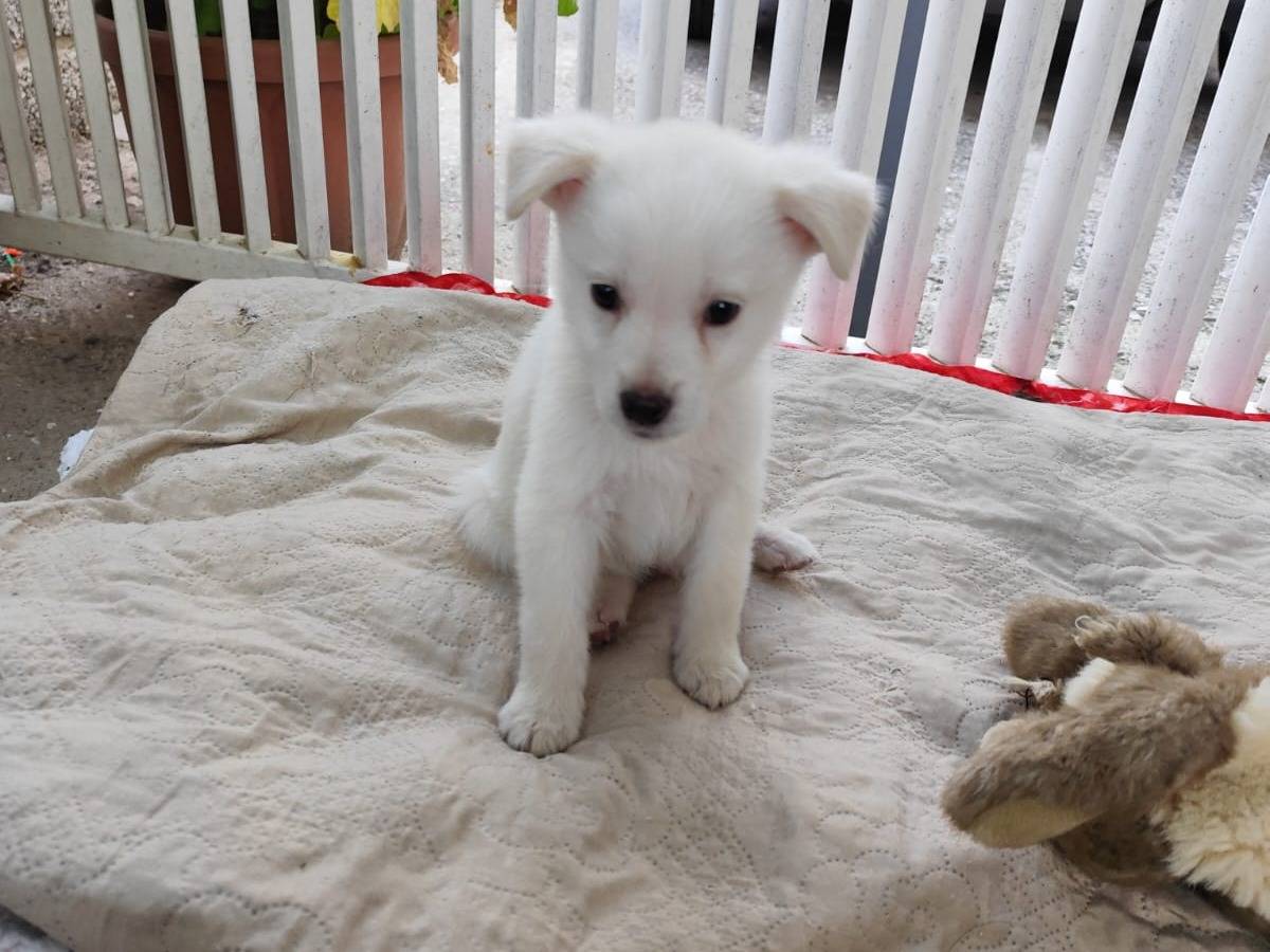 Adotta il cane YOGHI e BUBU a Caserta