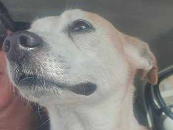 Adotta un cane, maschio, 6 anni  e 2 mesi , Padova