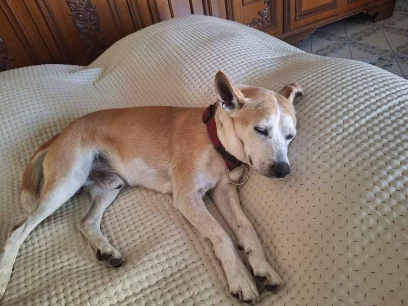 Vuoi adottare un cane a Padova?