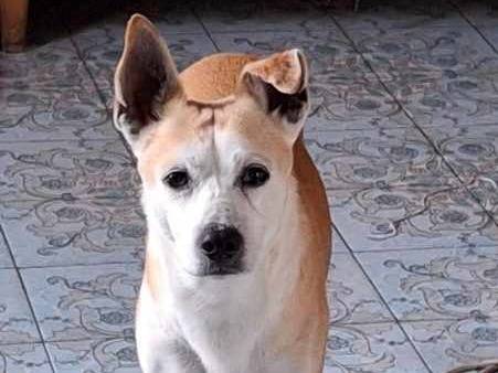 Adotta il cane CHARLIE a Padova