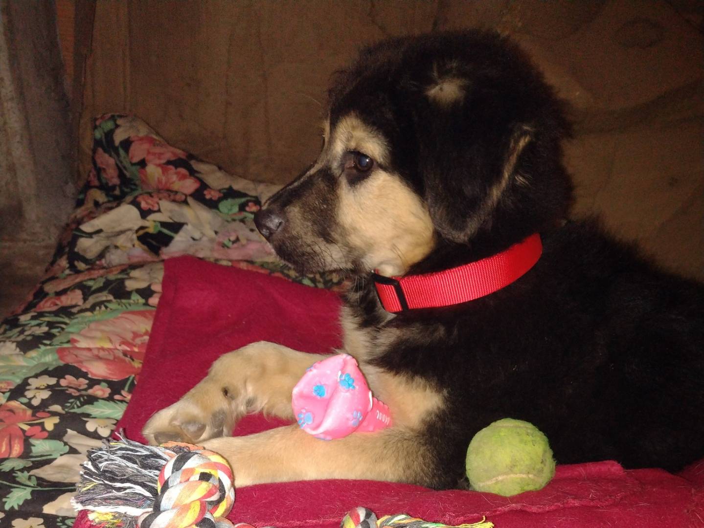 Adotta un cane, taglia piccola, maschio, Catania