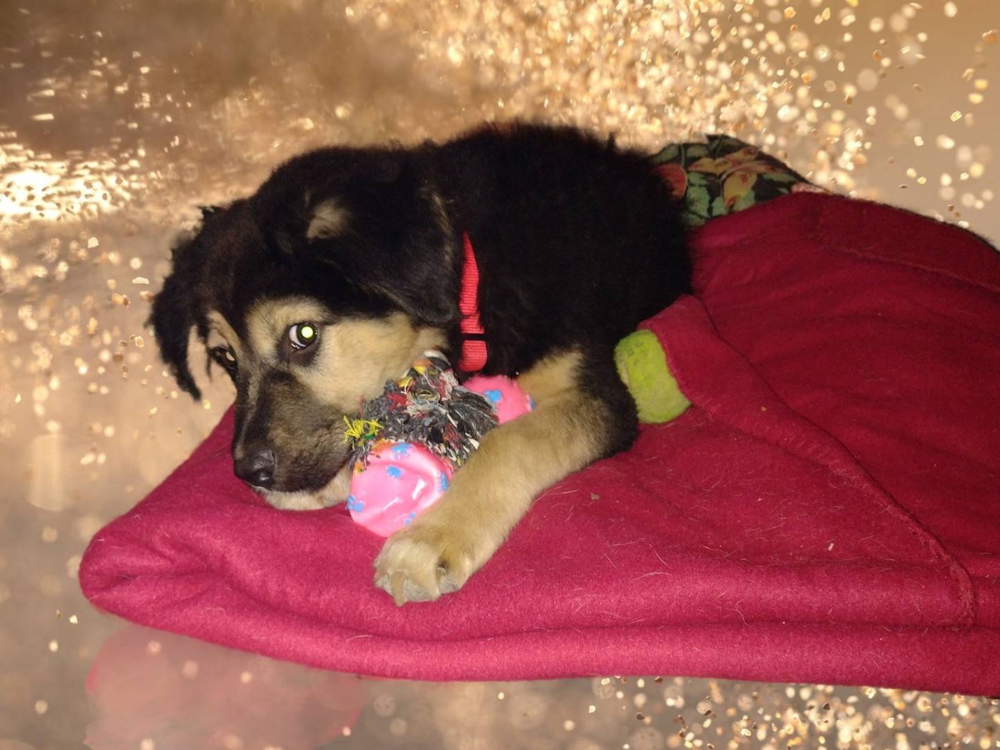 Vuoi adottare un cane a Catania?