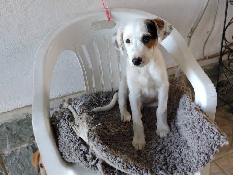 Adotta un cane, taglia piccola, maschio, Catania