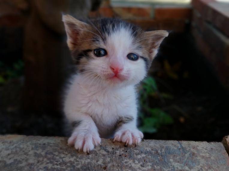 Foto dell'animale