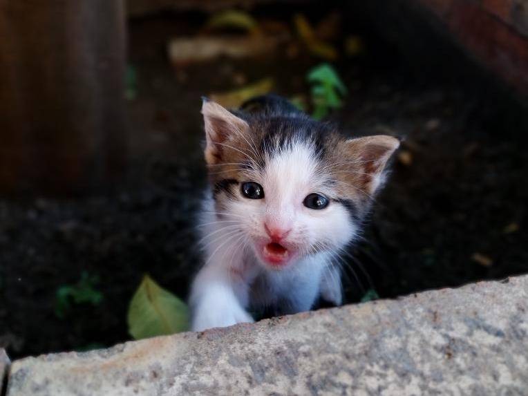 Adotta un gatto, femmina, 1 mesi, Catania