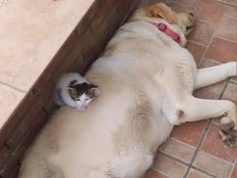Adotta un gatto, taglia non valida, femmina, Catania
