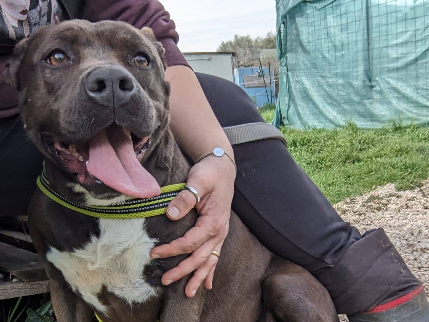 Adotta un cane, femmina, 5 anni  e 2 mesi , Caserta