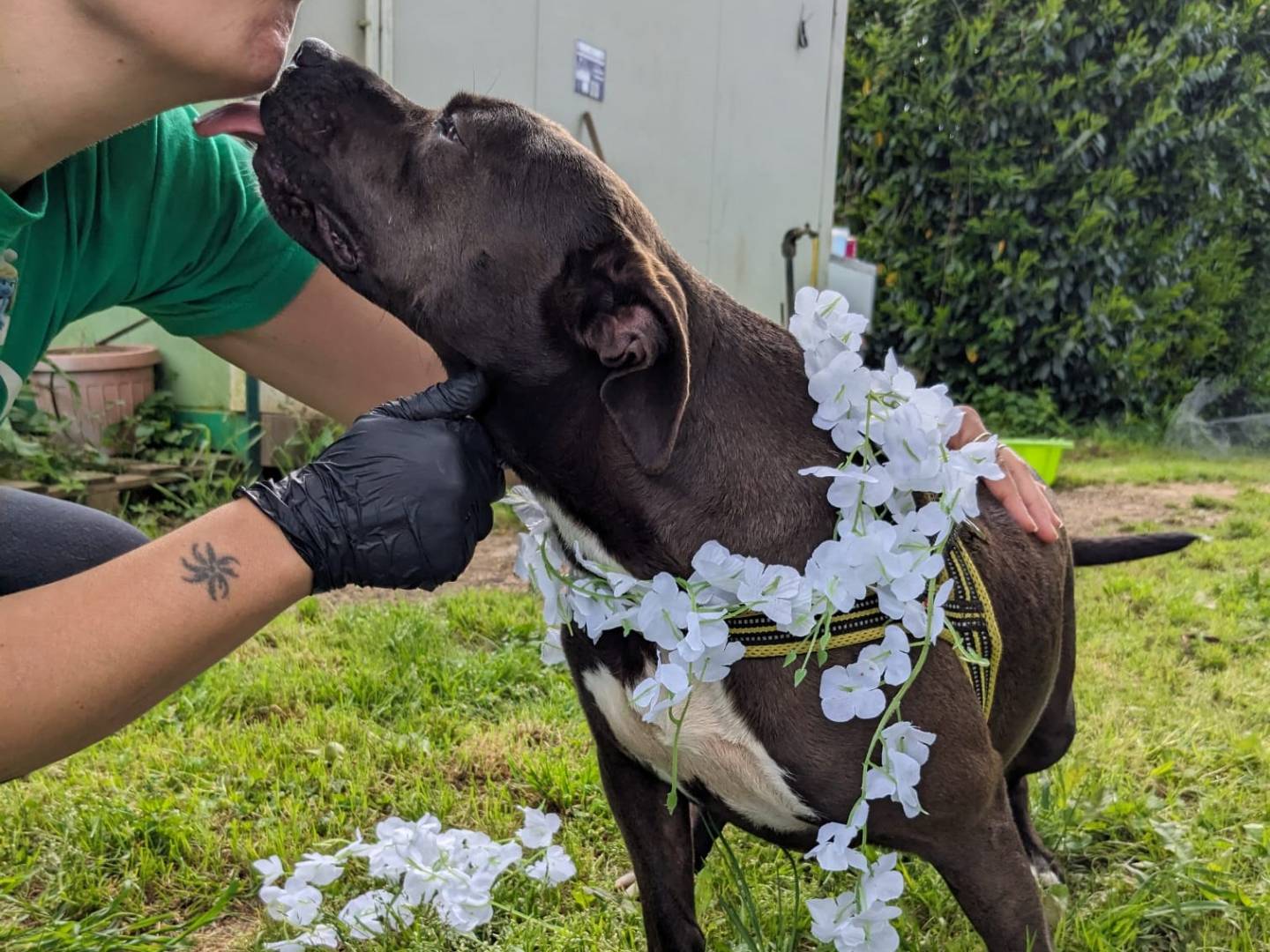 Vuoi adottare un cane a Caserta?