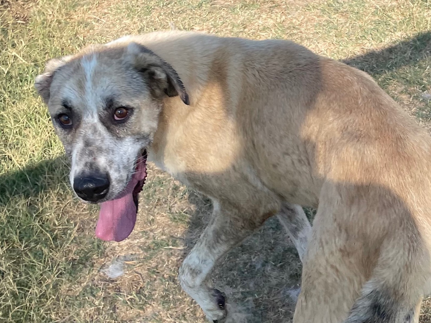 Vuoi adottare un cane a Latina?