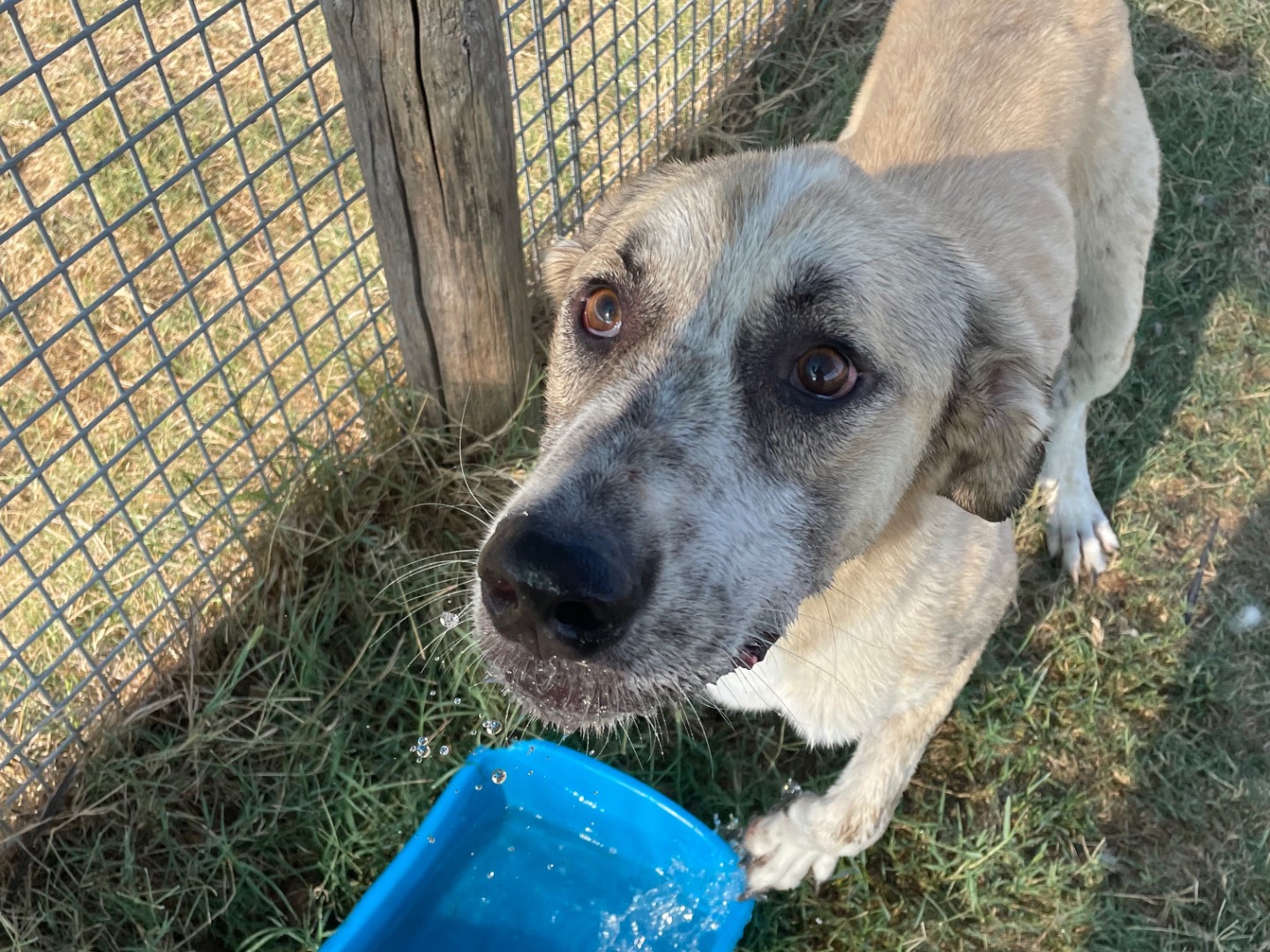 Adotta il cane Ercole a Latina