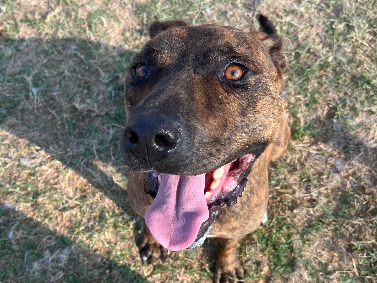 Adozione cane, maschio, Pitbull Razza sconosciuta, 5 anni e 6 mesi, taglia media, Latina