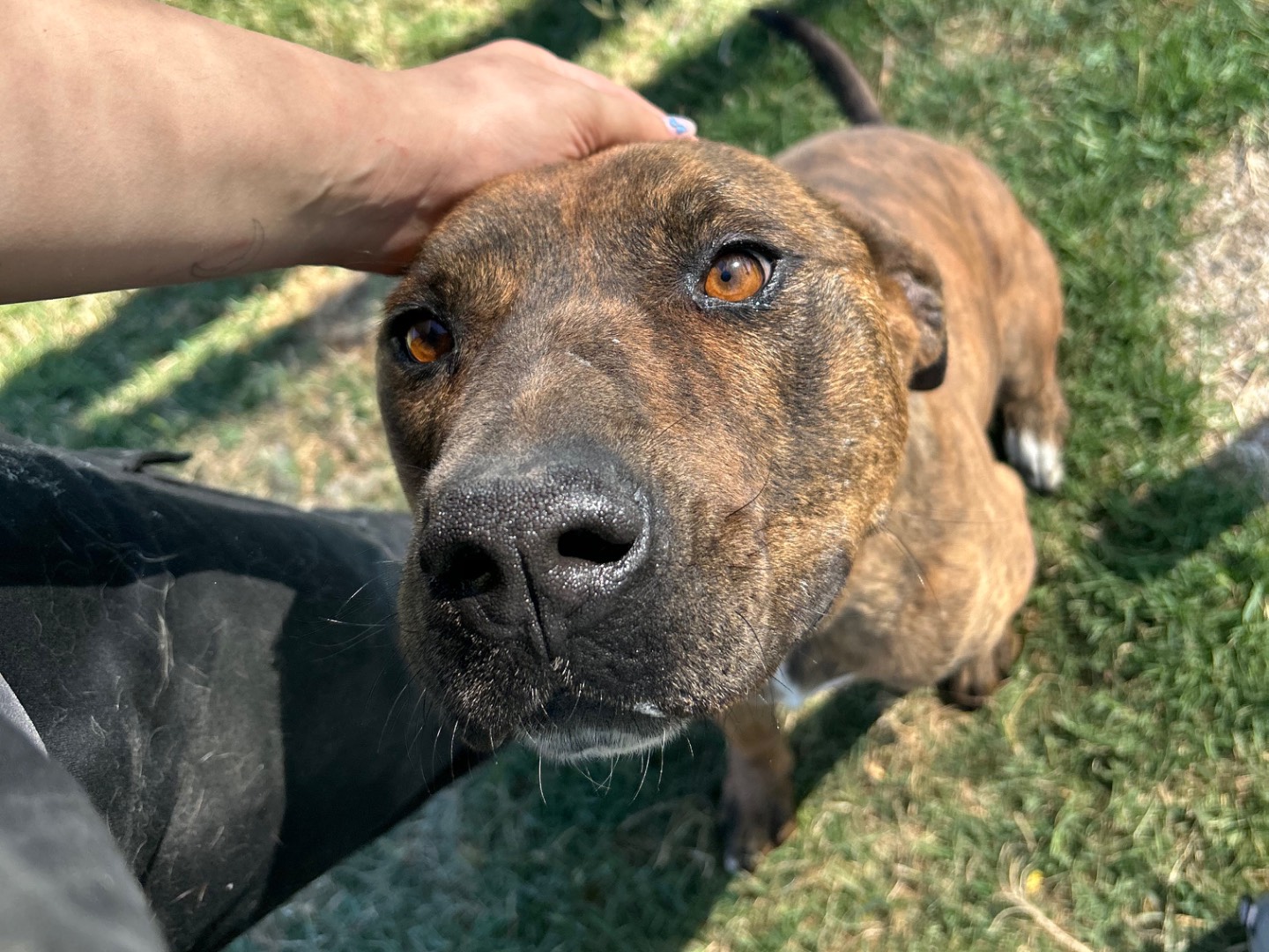 Adotta un cane, maschio, 5 anni e 6 mesi, Latina