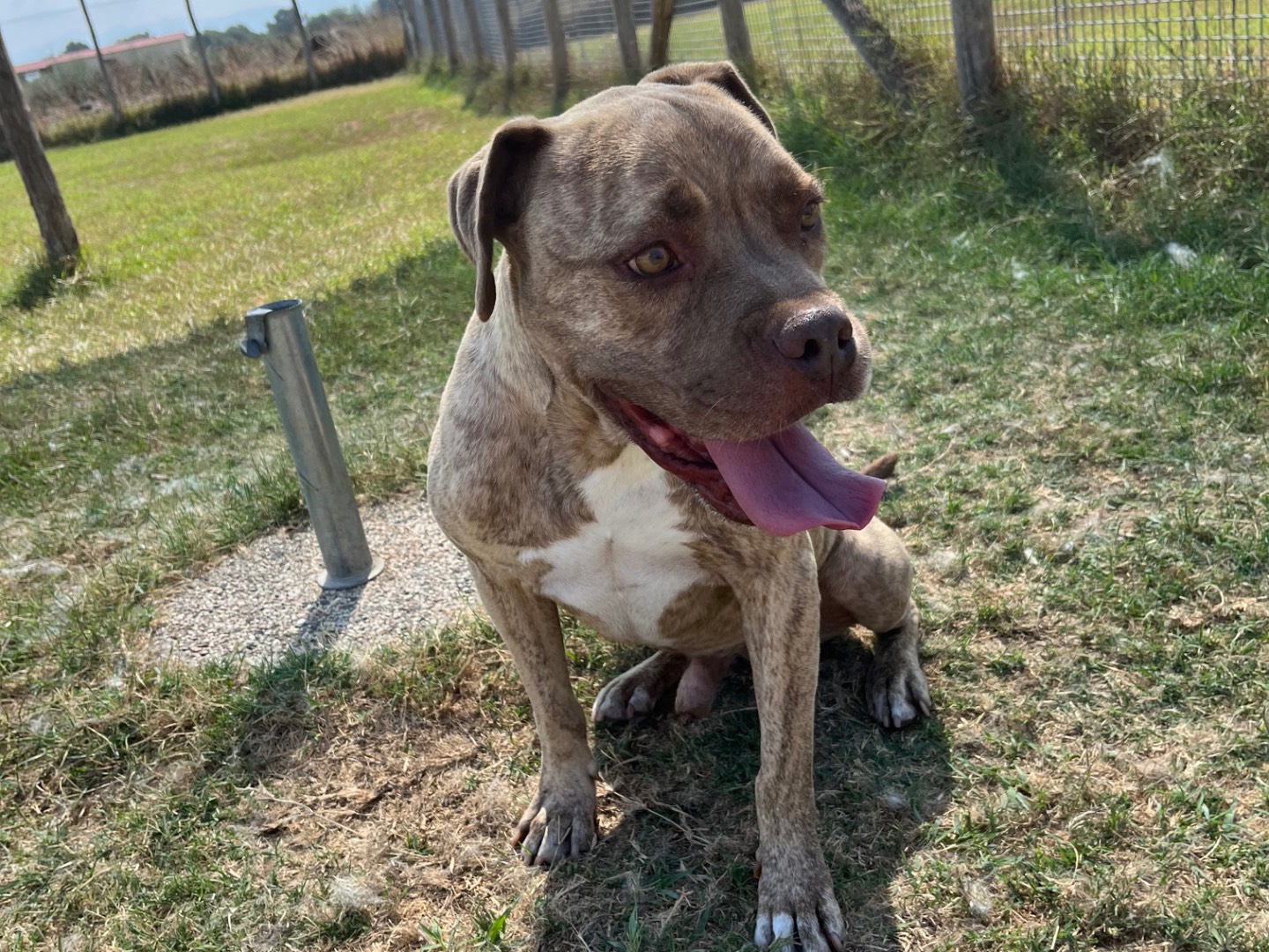 Adotta il cane Grino a Latina