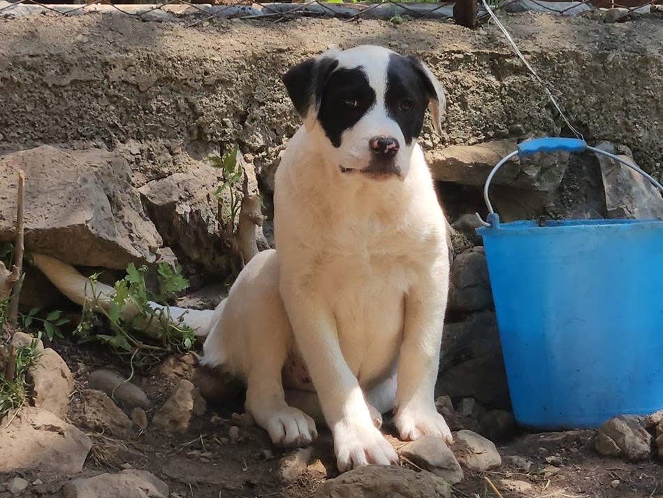 Adotta un cane, maschio, 4 mesi, Cosenza