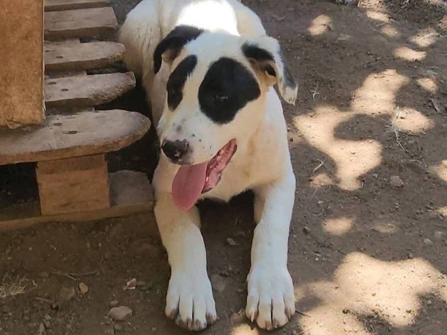 Adotta un cane, taglia media, femmina, Cosenza