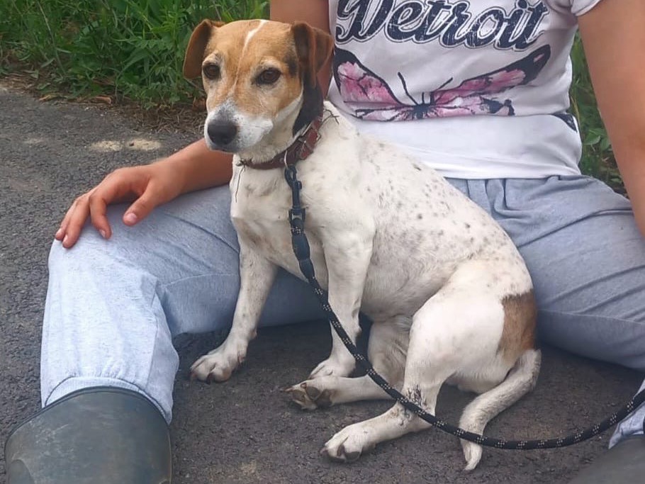 Adozione cane, femmina, Jack Russell Terrier Razza sconosciuta, 9 anni e 1 mese, taglia piccola, Cosenza