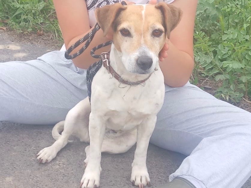 Adotta un cane, femmina, 9 anni e 1 mese, Cosenza