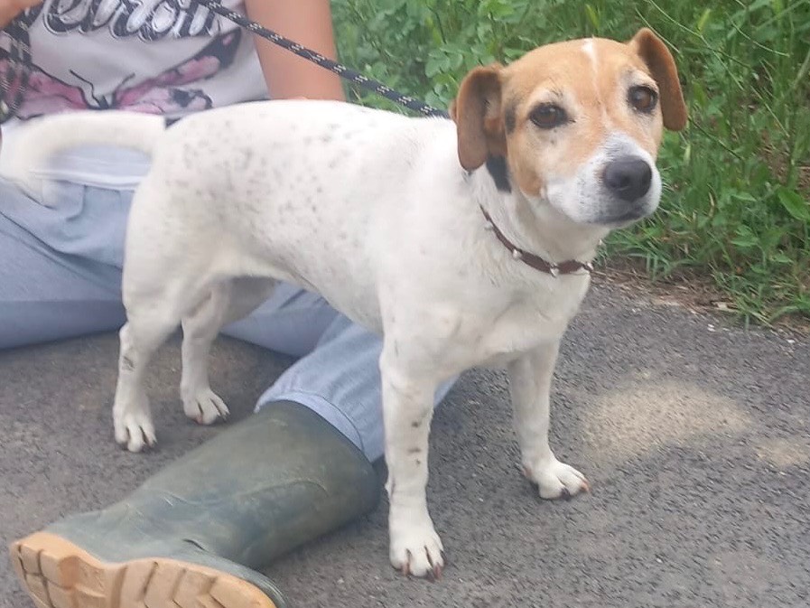 Adotta un cane, taglia piccola, femmina, Cosenza