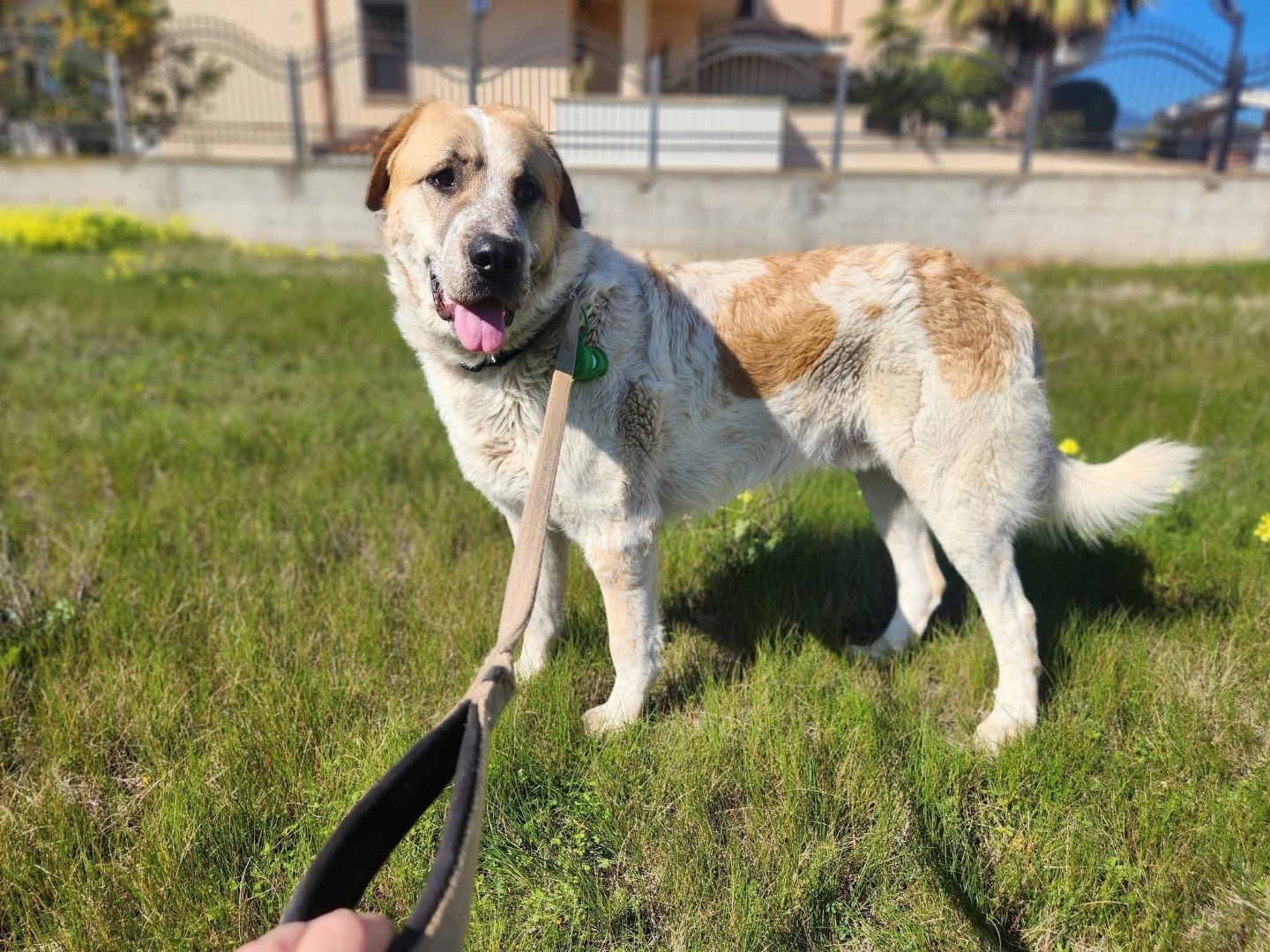 Adotta un cane, maschio, 1 anno e 3 mesi , Cosenza