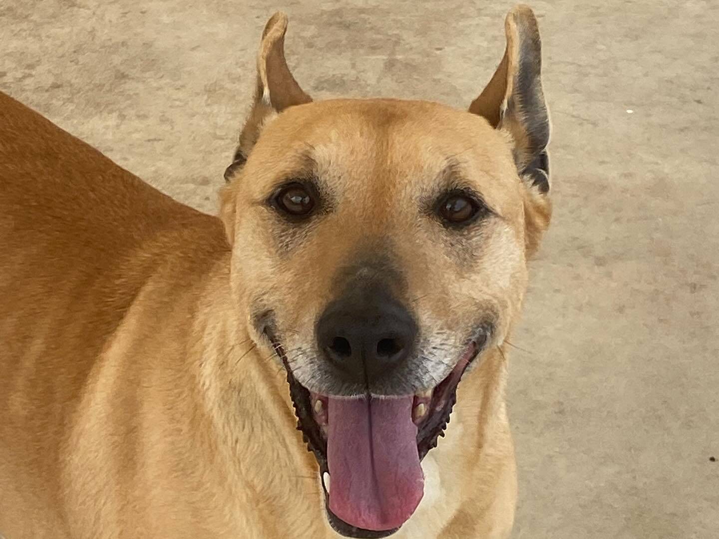 Adotta un cane, taglia media, femmina, Latina