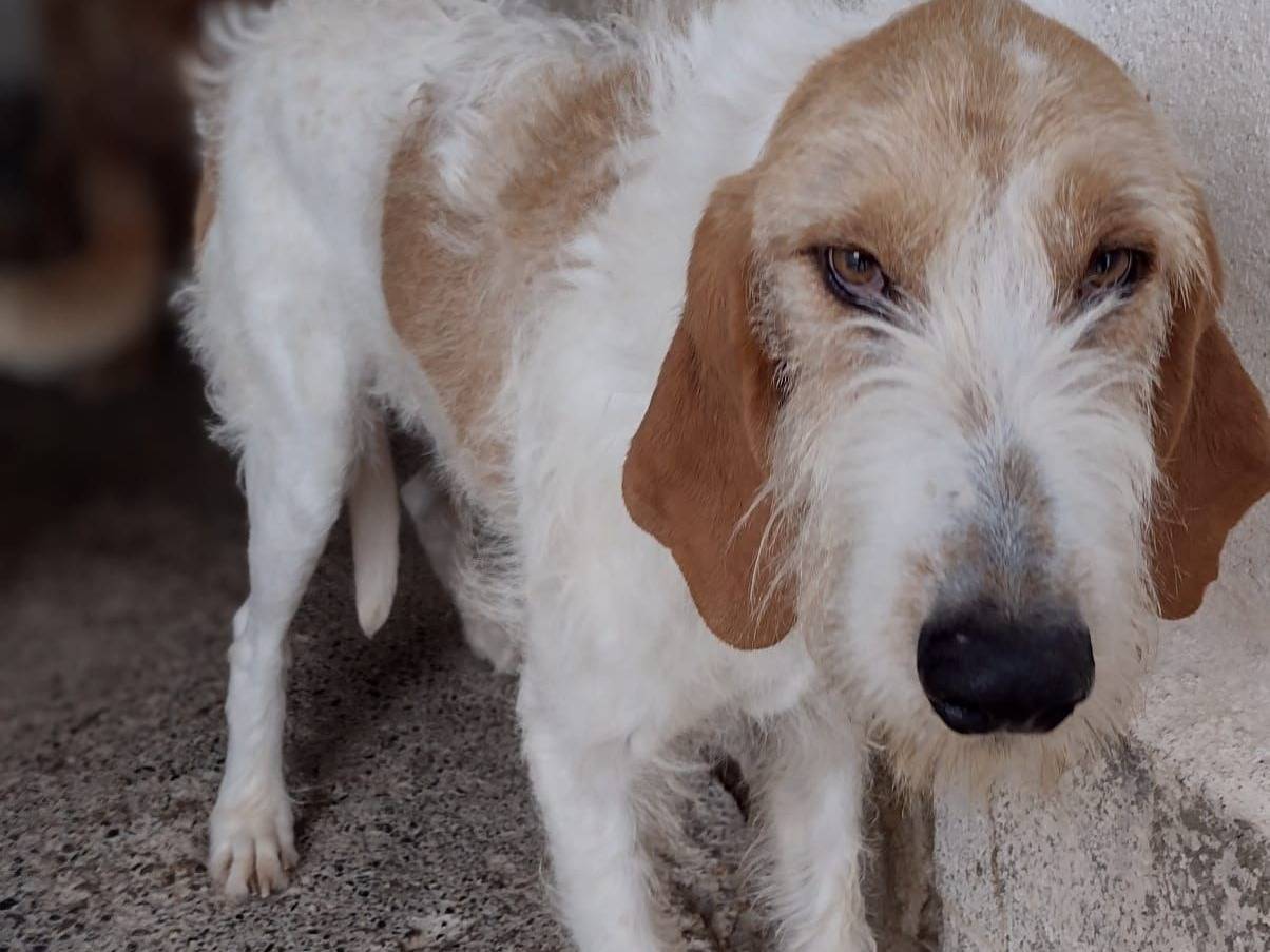 Adozione cane, maschio, Segugio Razza sconosciuta, 10 anni e 1 mese, taglia media, Crotone