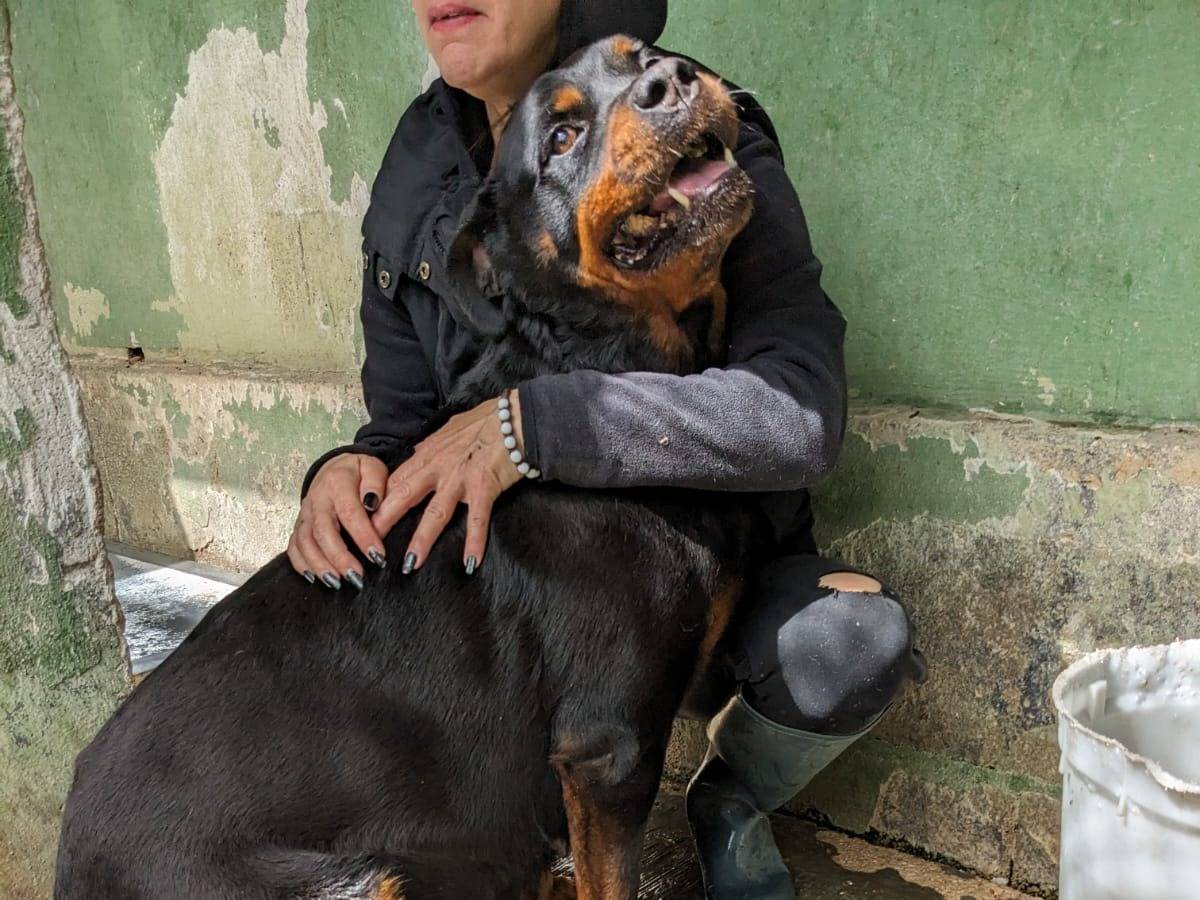 Vuoi adottare un cane a Caserta?