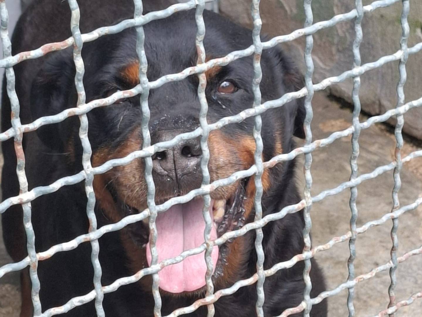 Adotta il cane COSTANZA a Caserta