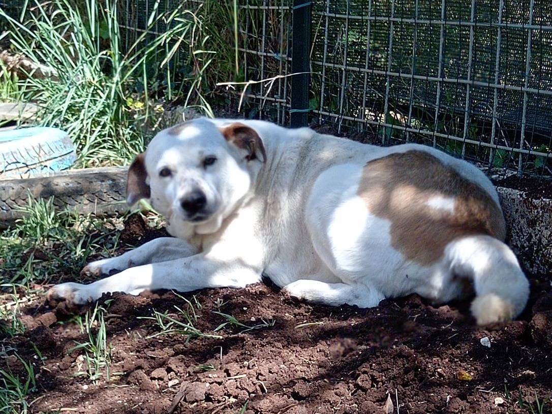 Adotta un cane, femmina, 7 anni  e 5 mesi , Roma