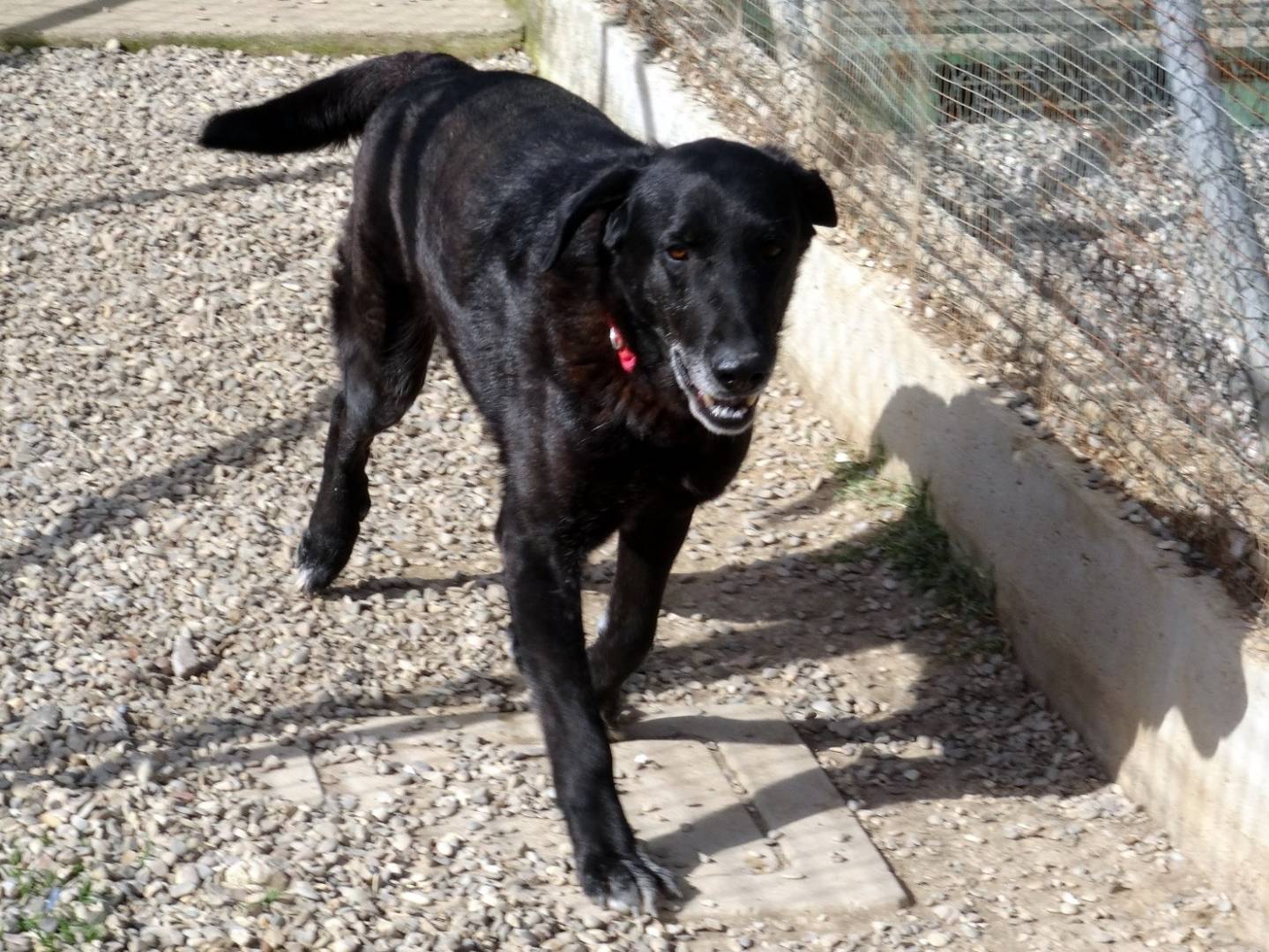 Adotta un cane, taglia media, maschio, Roma