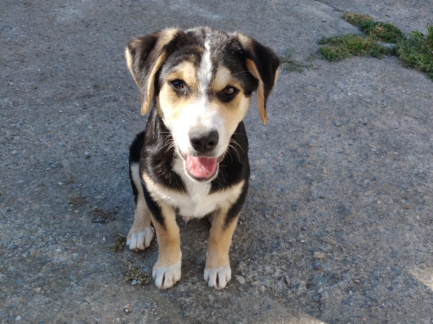Adotta il cane DORA a Bologna