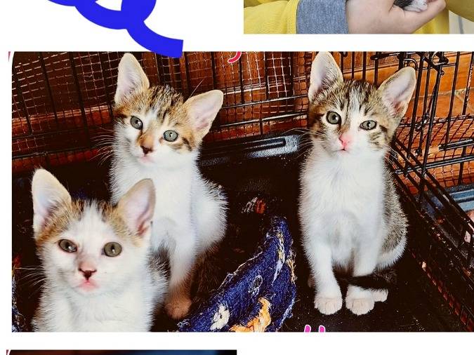Adotta un gatto, maschio, 1 mesi, Lodi