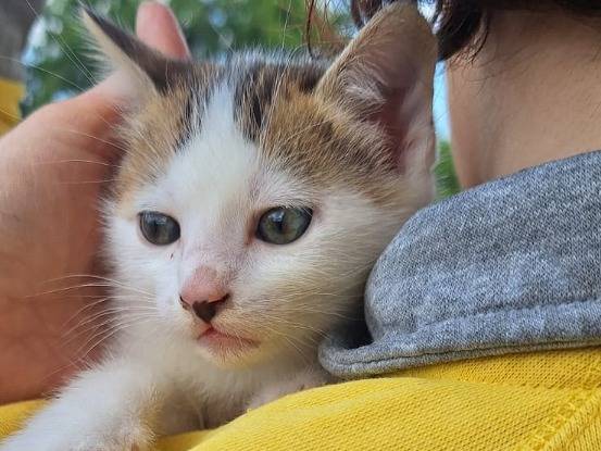 Vuoi adottare un gatto a Lodi?