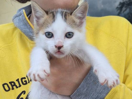 Adotta il gatto Ron a Lodi