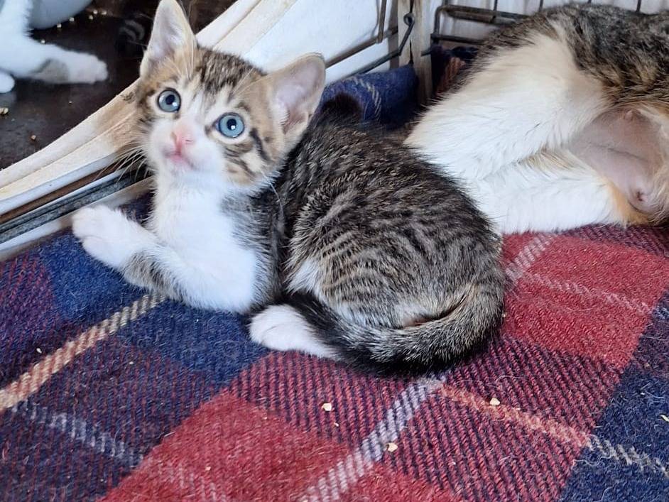 Adotta un gatto, femmina, 1 mesi, Como