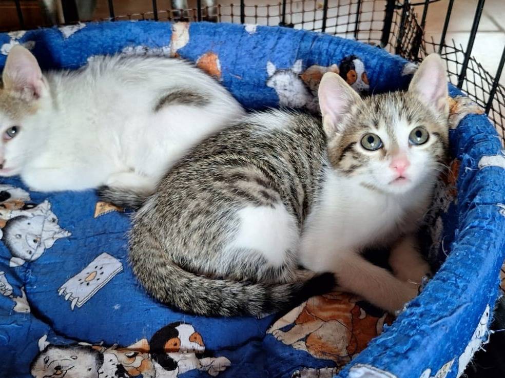 Adotta un gatto, taglia non valida, femmina, Como