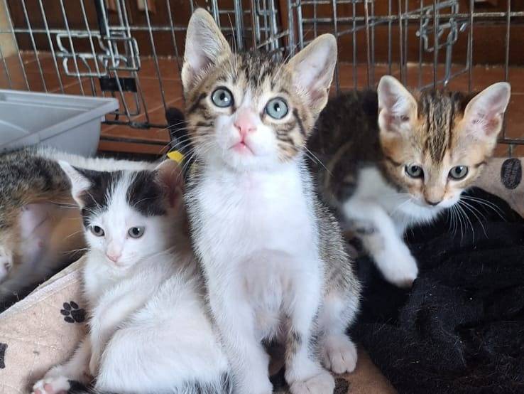 Vuoi adottare un gatto a Como?