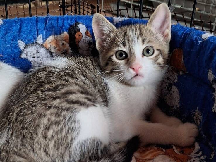 Adotta il gatto Hermione  a Como