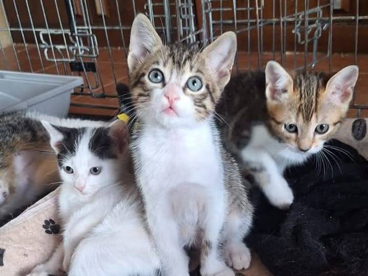 Adotta un gatto, maschio, 1 mesi, Ferrara