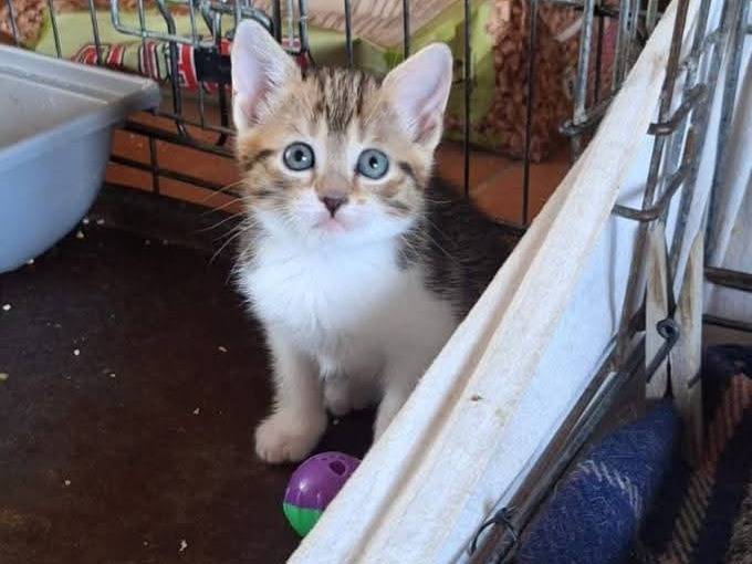 Adotta un gatto, taglia non valida, maschio, Ferrara