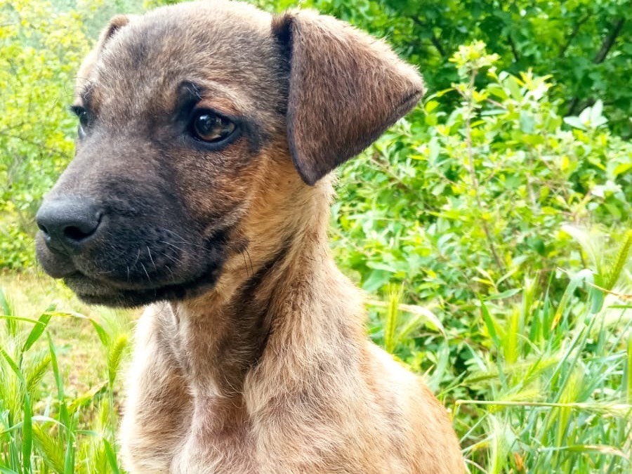 Vuoi adottare un cane a Siracusa?