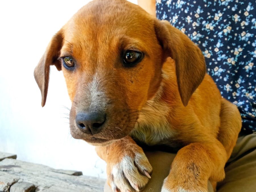 Adozione cane, femmina, Breton Razza sconosciuta, 2 mesi, taglia media, Siracusa