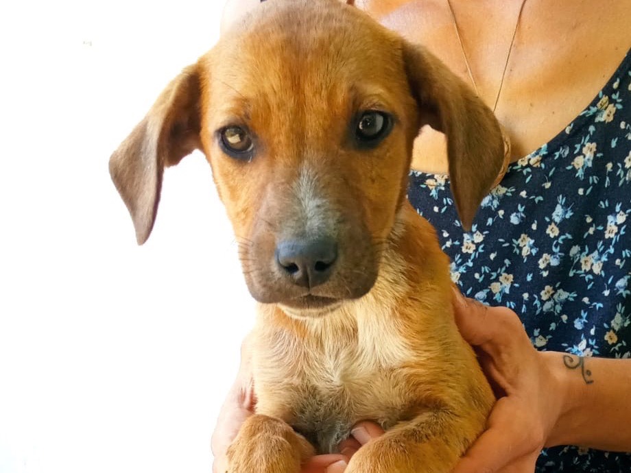 Adotta un cane, femmina, 2 mesi, Siracusa