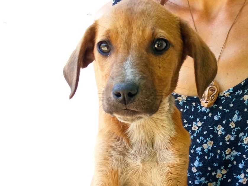 Adotta un cane, taglia media, femmina, Siracusa