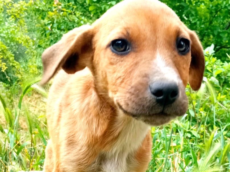 Vuoi adottare un cane a Siracusa?