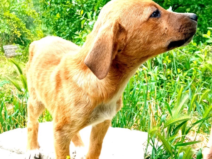 Adotta il cane Luna a Siracusa